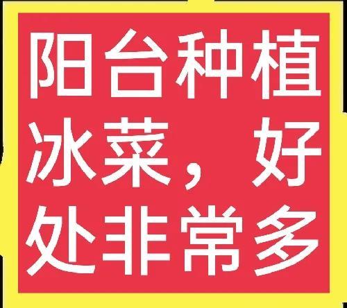 阳台种冰菜技术大分享，既能体验种植乐趣，还能喜获丰收