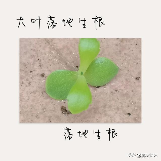 在拔除中感受生命的顽强，在播种中感受生命的鲜活