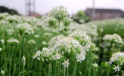 韭菜籽种出来的韭菜也很好，你知道如何种植吗？