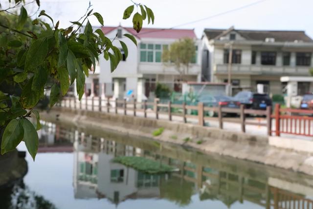 景美宜居产业兴！浦东这个“多肉之村”获评上海市美丽乡村示范村