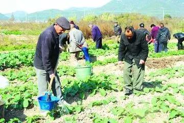 种菜如果不懂这些方法，怎么能种好蔬菜，一句话胜读万卷书