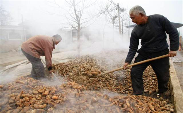 作为多种用途的中药材，地黄种植，有哪些要点