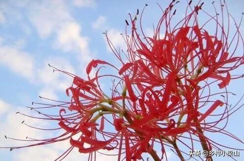 彼岸花种植技巧