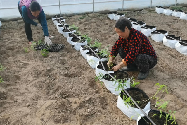 学会基质栽培瓜果蔬菜，不怕重茬问题，成本低产量高