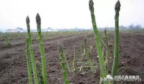 芦笋高产种植技术以及管理要点