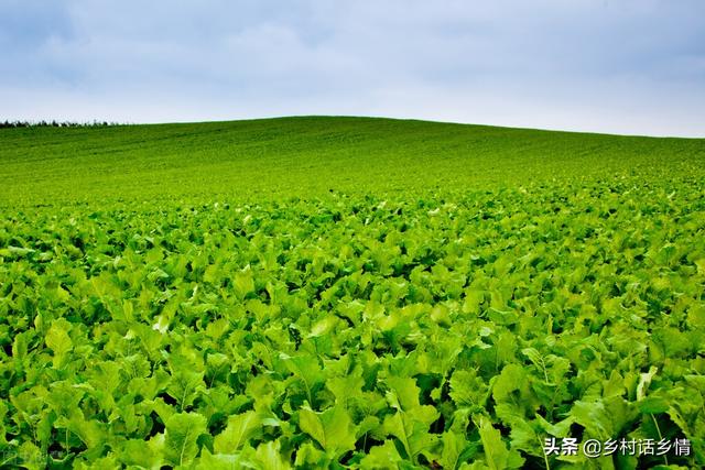 给白菜和萝卜追肥，用茶籽饼试一试，防虫还高产