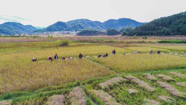 黑稻、多年生稻、巨型稻……奇妙水稻知多少？