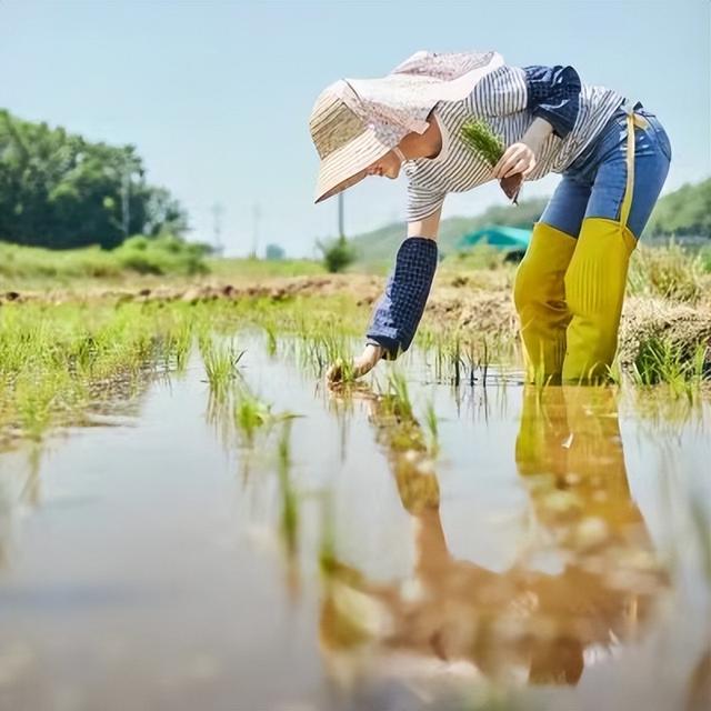 每年亩产1000斤，生产成本却直接减半？种一次收四年的水稻有多香