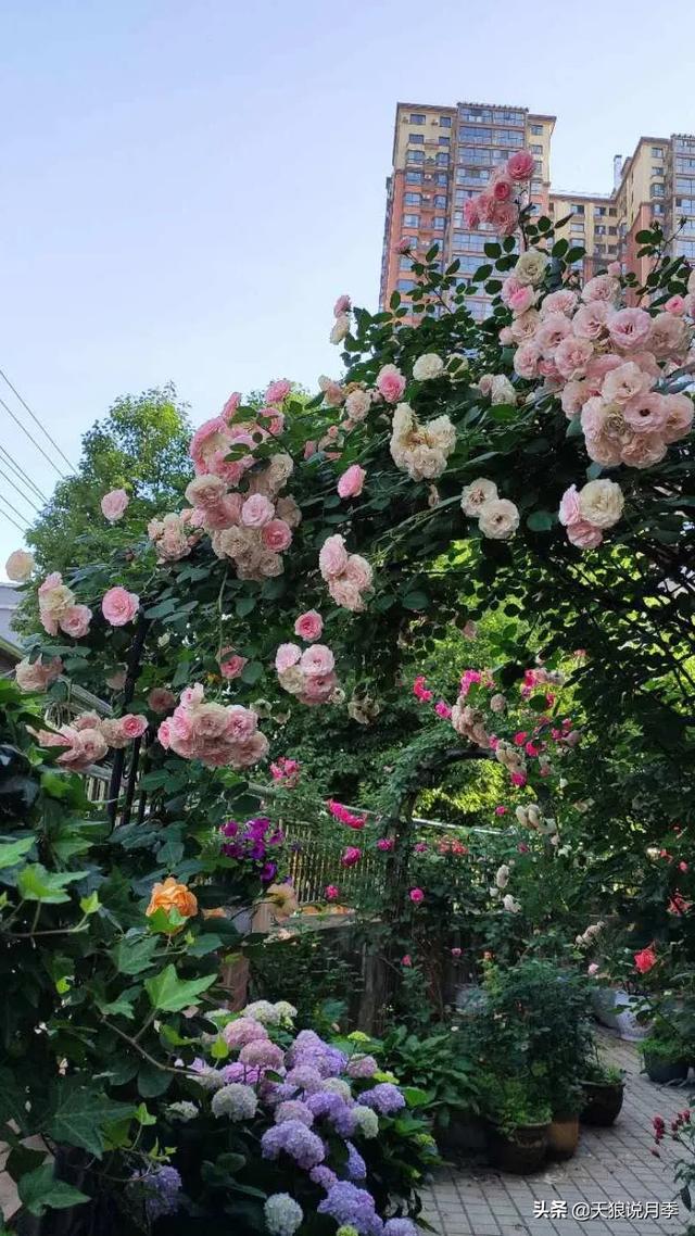 让浪漫藤月爬满院子，她的梦想花园终于成真