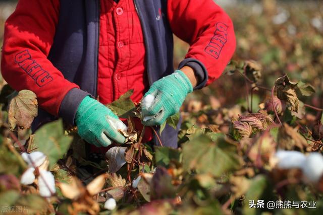 棉花的种植，掌握5个方面，产量高，好管理