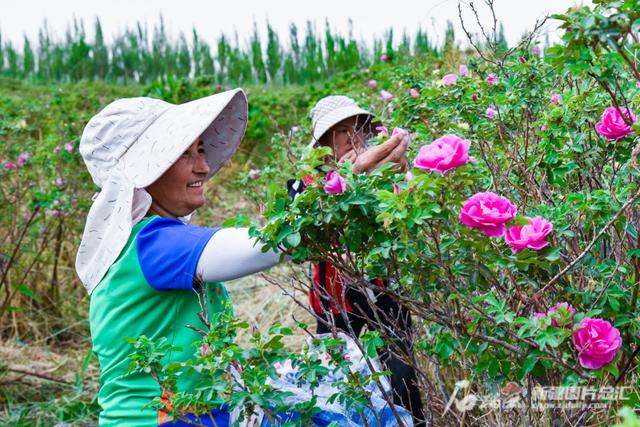 新疆花卉业2035年销售额力争超10亿元