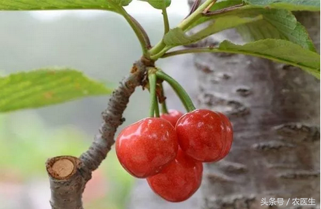 敲黑板！划重点！樱桃树夏季管理要点！