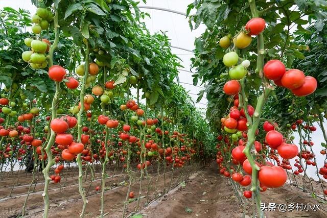 立夏过后，这6种蔬菜可以放心种植，耐高温，菜农们别错过