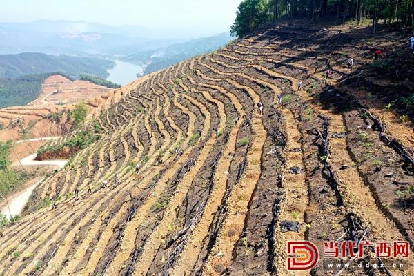 广西三江：茶油林中种西瓜 以短养长助脱贫