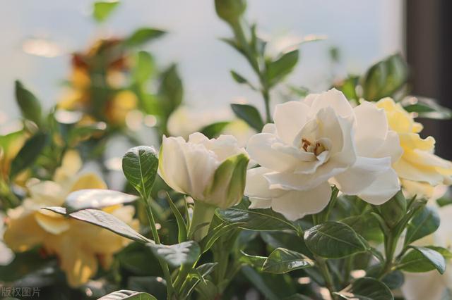 栀子花养殖技巧