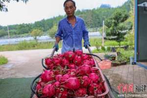 火龙果在哪个地方种植(福建武夷山种植台湾火龙果喜获丰收)