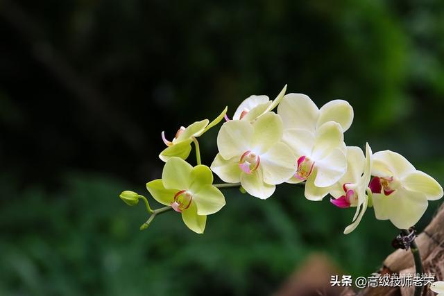 兰花从种植到开花所需的时间：生长过程与养护全攻略