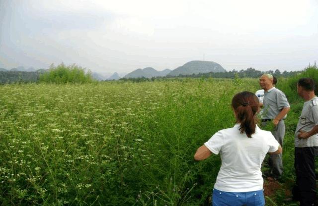 农村致富种植“潜力股”，前胡种植亩收入过万，种植首选！