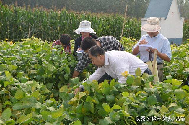 种植大豆怎样施肥才能更高产？田间施肥要注意这4点