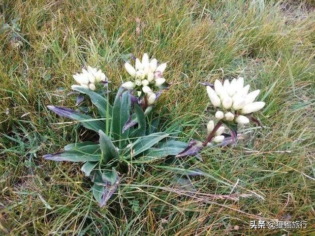 乌鲁木齐南山南面的阿拉沟乡是一个采蘑菇的好地方，这里山高路险