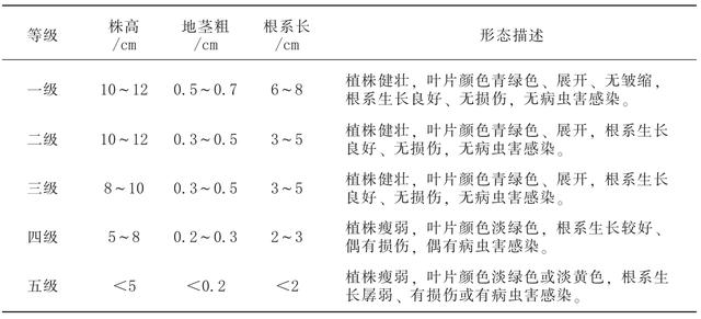 基金项目：辣木种子苗繁育技术操作规程