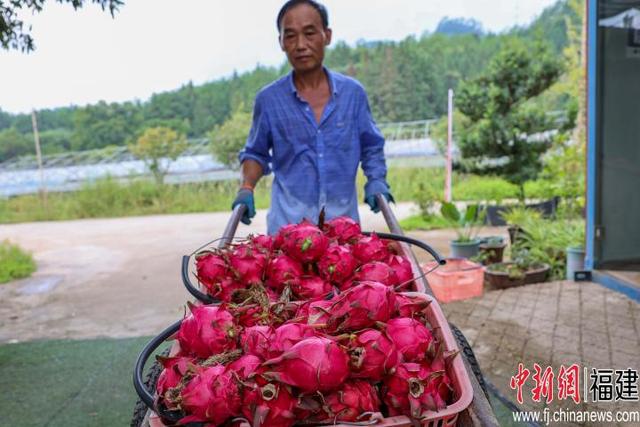 福建武夷山种植台湾火龙果喜获丰收