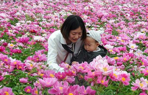 人间四月天 赏花正当时——中江万亩芍药花开遍野 喜迎八方游客