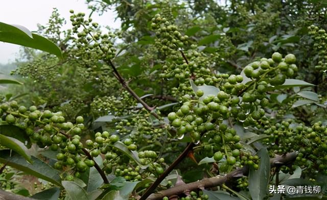 陕西渭南花椒丰产优质栽培技术分析