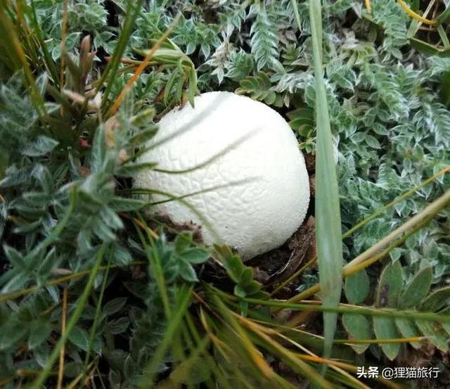 乌鲁木齐南山南面的阿拉沟乡是一个采蘑菇的好地方，这里山高路险