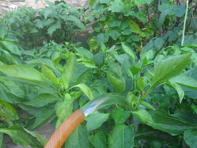 浅谈湖南高山辣椒种植技术