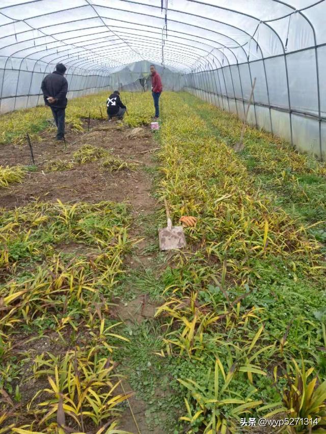 白芨种植技术（白芨苗几月份栽）