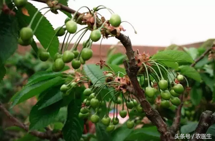 敲黑板！划重点！樱桃树夏季管理要点！