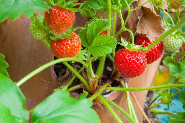 草莓种植技术｜草莓塑料大棚促成栽培温度、湿度及光照管理