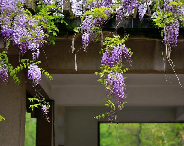 6种吉祥树，都有长寿命，高档寓意好，适合养在家里