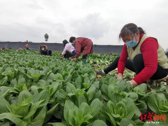 四川什邡头条号“农村大树哥”：15万斤蔬菜支援武汉