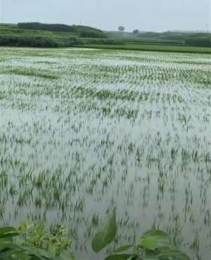 东北地区种植水稻(黑龙江五常遭暴雨，种植户称水稻收成将受影响当地称正救灾)