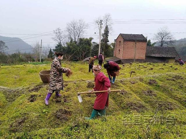 赵代香：万里回国建药材基地 四年打拼引村民致富