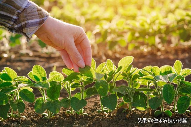 种植大豆怎样施肥才能更高产？田间施肥要注意这4点