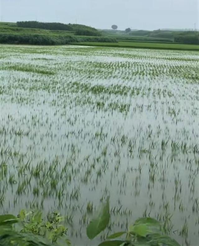 黑龙江五常遭暴雨，种植户称水稻收成将受影响！当地称正救灾