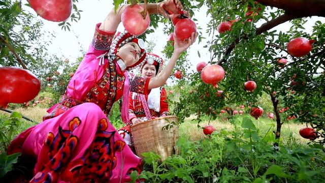 云南弥勒：金秋“吉祥果”石榴喜上市