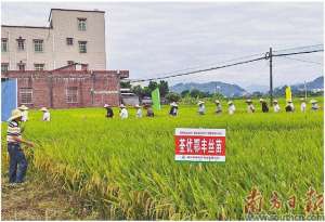 水稻种植实施方案(高州推进水稻绿色高产高效技术落地)