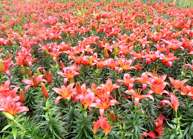 百合花生了一身“小瘤子”，这可是好东西，九月份埋土里就能发芽