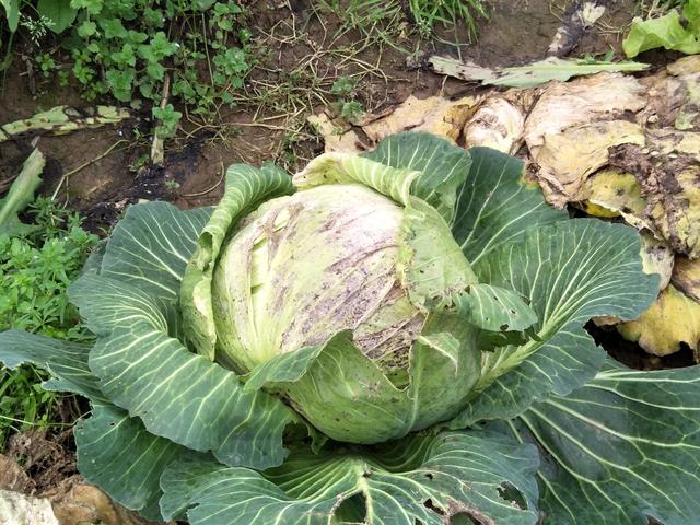 掌握甘蓝种植的5大关键，长得紧实不开裂，一棵多长好几斤