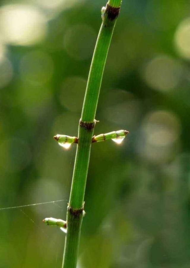 农村一种害草，人称节节草，木贼草，来了解下它的价值