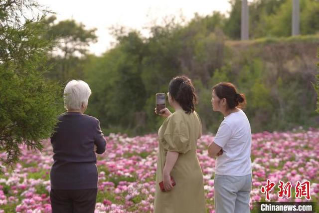 山西上党药材种植延伸“赏食”链条 芍药开出“致富花”