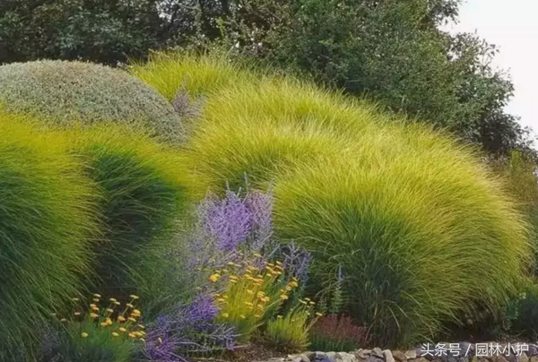 芒草之中国芒8大品种