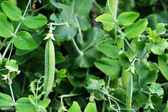 青豌豆种植技术，栽培技术与田间管理，来学习一下！