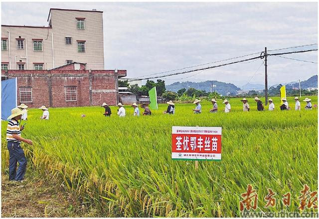 高州推进水稻绿色高产高效技术落地