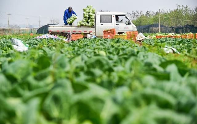 河南洛阳：“订单式”特色产业助力乡村振兴