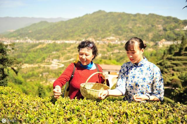 茶树长势不好，病害多，品质差怎么办？这套科学施肥技术助你高产